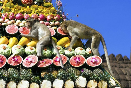 Monkey buffet festival in Thailand