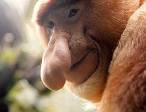 Victo, a 10-year-old male Proboscis monkey (Nasalis larvatus), pauses during an afternoon token feeding session at the Singapore Zoo September 4, 2006. REUTERS/Tim Chong (SINGAPORE)