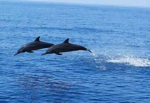 1464582157-7902-dolphins-in-andaman