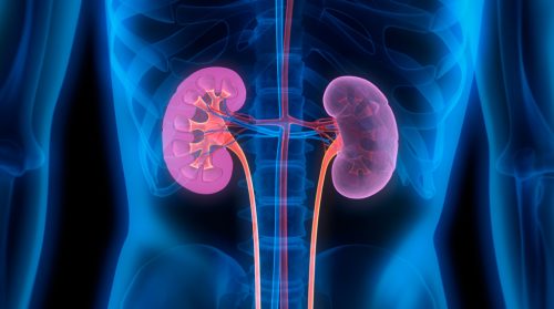 1467261286-1048-7671087193641-Kidney-picture